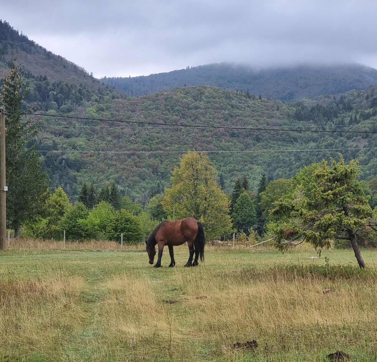 A horse grazing in a lush, scenic valley near the mountains of Bribir, Croatia.