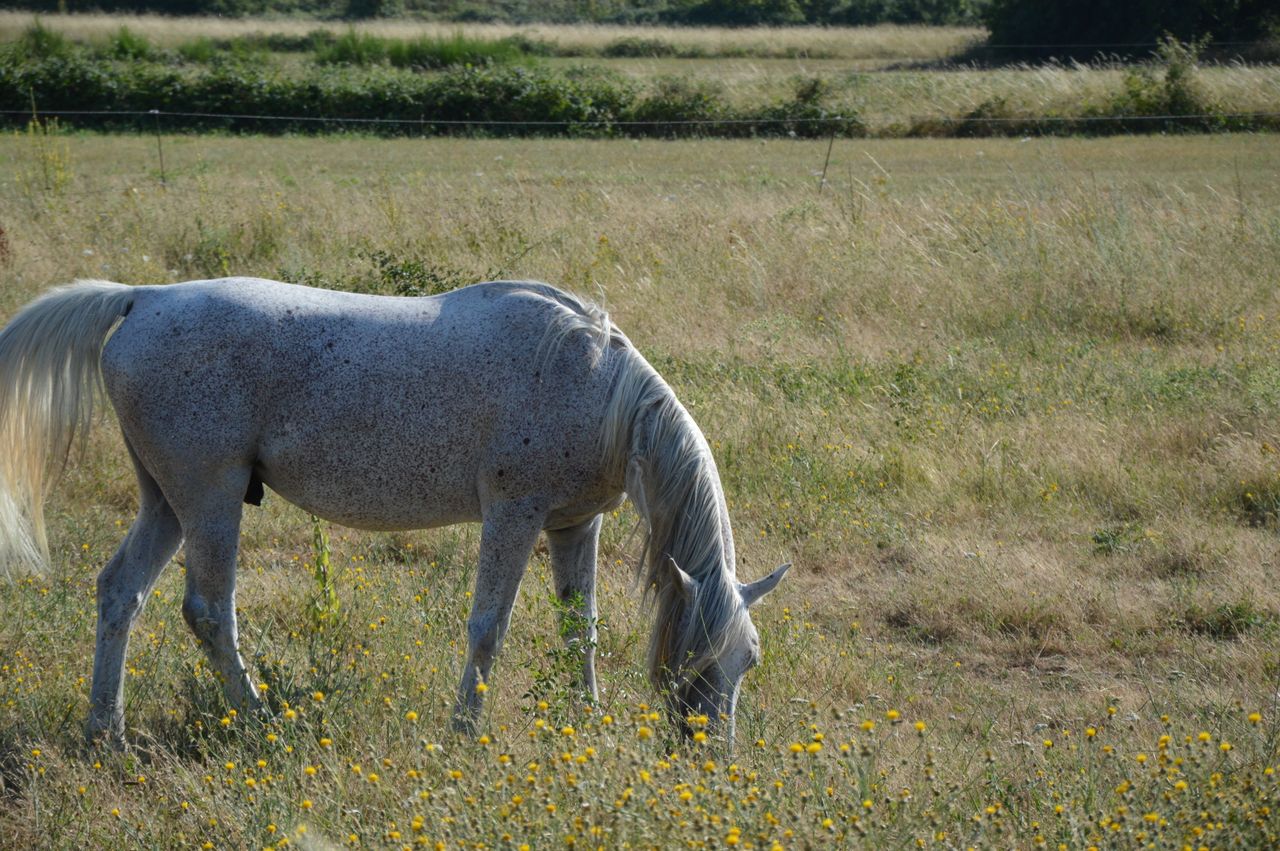 A serene white horse grazing amidst wildflowers in a sunny rural meadow, embodying tranquility and nature.