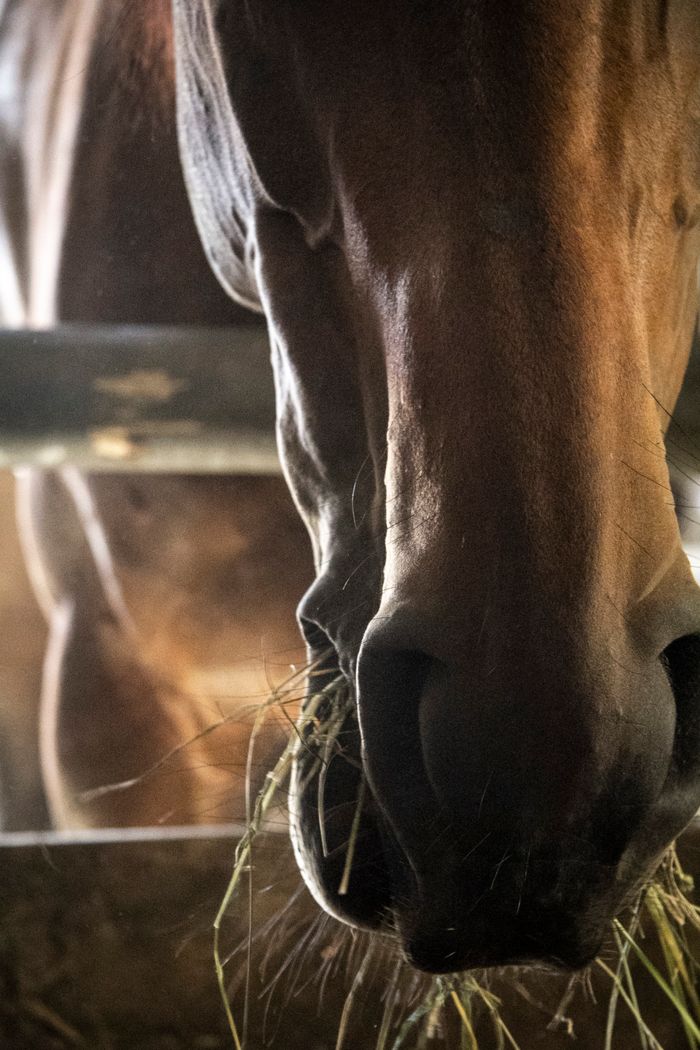 gros plan sur le bas de la tête d'un cheval en train de manger du foin dans son box